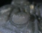 Hollardops Trilobite - Foum Zguid #28149-2